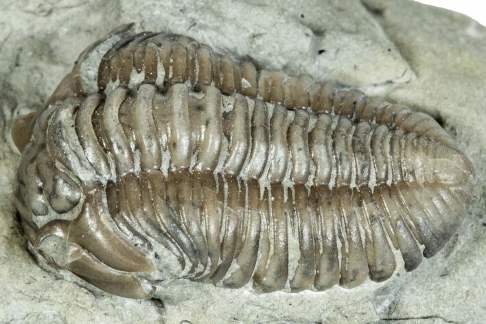 Curled Flexicalymene Trilobite Fossil - Indiana #287640